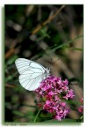 farfalla 4