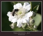 Robus Fruticocus...... plus