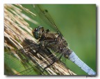 Libellula 2