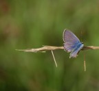 Farfalla blu