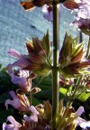 Microcosmos
