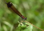 dorato scuro