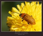 EXOSOMA LUSITANICUM