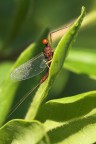Effimera al sole