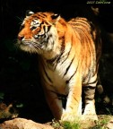 Tigre Tigre