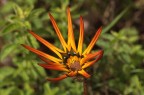 Fiore...inquietante