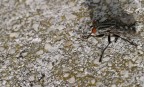Mosca Speedy