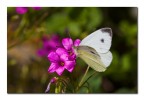 Pieris brassicae f.