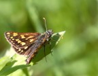 Trampolino nello sfuocato