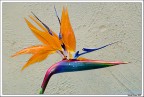 Fiori multicolore