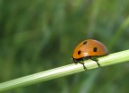 My ladybug My ladybug