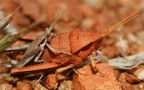 Mi piacerebbe scoprire di che bestie si tratta.
Le dimensioni della femmina sono spropositate rispetto a quelle del maschio.
Fotografato nel Western Australia con un 24-70 2.8f