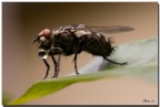 Mosca
