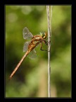 dragonfly (Aeshna isosceles) dragonfly (Aeshna isosceles)
