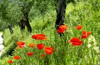 Papaveri