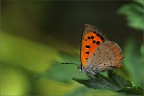 orange..