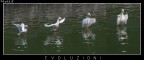 Evoluzioni