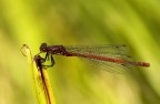 Pyrrhosoma Nymhula