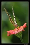 Ecco il mio fiore