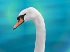 Cigno