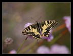 ri-papillon