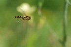 Volo nel Verde