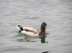 QUACK!