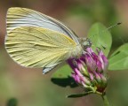 Cavolaia (Pieris brassicae)
