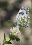 bianco verde