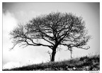 Dark tree 2