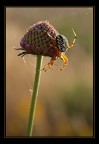 Controragno