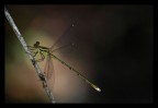 Nella luce