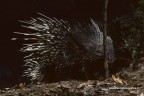 Il grosso roditore in azione.
L'immagine originale  su diapositiva ed  stata realizzata di notte,con una trappola fotografica realizzata sul posto, composta da due steccoli e un cavetto elettrico collegato alla fotocamera.
Sono stati fatti alcuni ritocchi con photoshop.