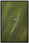 spirale