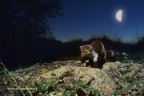 Faina in giro di notte fra i boschi della Valdera (Pisa).
L'immagine originale  su diapositiva e la ripresa  stata effettuata con una trappola fotografica. Lo sfondo (luna e cielo)  stato aggiunto con photoshop.