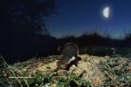 Faina in caccia di notte.
L'immagine originale  su diapositiva ed  stata ripresa durante la notte con una trappola fotografica.
Lo sfondo (luna e cielo)  stato aggiunto con photoshop.