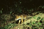Un volpacchiotto sta giocando con un ramoscello davanti alla propria tana. Immagine ripresa di notte con una semplice trappola fotografica applicata al ramoscello.