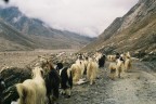capre sull'Himalaya, Pentax ... smarrita in Messico a gennaio!