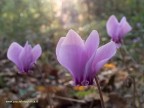 Fiori spontanei di ciclamino nel sottobosco delle colline pisane.