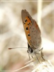 Farfalla (x Pigi)