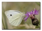 Farfalla bianca