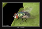 &quot;Steel Fly@2007&quot;