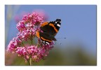 Vanessa atalanta