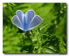 Azzurrina