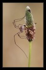 Opilionide-Eleganza in natura