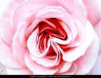 La fotografia  stata scattata con una macchina fotografica digitale. In un secondo momento  stata ritoccata a computer aumentando il contrasto, regolando la colorazione e riducendo il rumore dallo sfondo.

Soggetto: Rosa - Giardino degli Aranci - Aventino - Roma

Tecnologia: Nikon Coolpix L5, Adobe Photoshop e ABSoft Neat Image