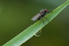 Non voglio certo competere con questo maestro della macrofotografia e quindi spero che non se ne abbia a male per il titolo... ..anzi un suo commento "spietato" mi farebbe molto piacere, come quello di tutti ovviamente ;-)