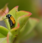 Coccinella