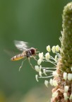 in volo