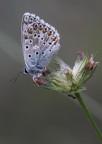 Farfalla